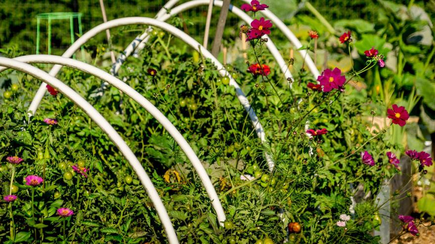 Anderson Community Garden 