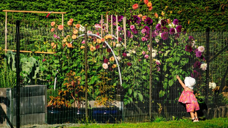 Anderson Community Garden boxes